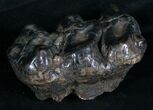 Rare Trilophodon ( Tusked Mastodon) Molar #4248-5